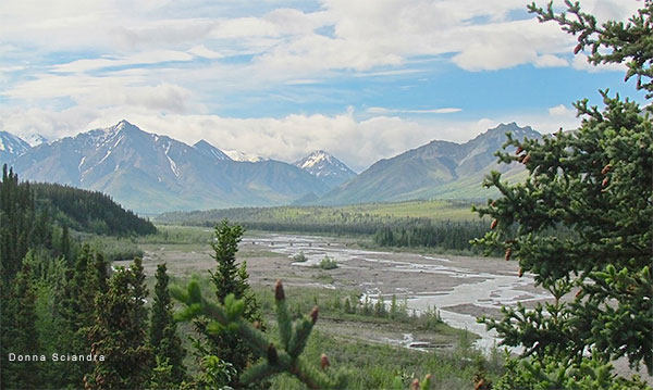 Denali National Park by Donna Sciandra